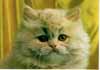 One kind and tender Persian Cat - small