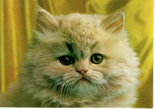 One kind and tender Persian Cat