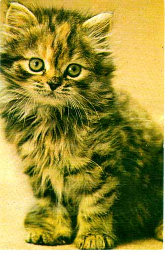 Persian Ukranise small Cat
