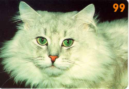 White Shi-Cat
