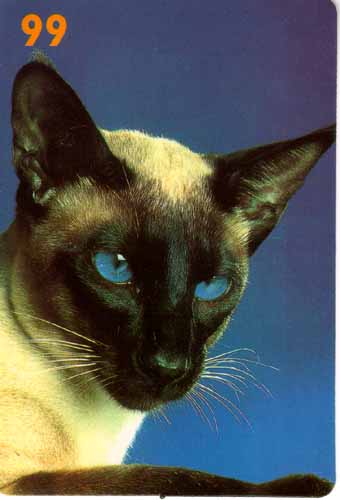 Blue Flash Siam Cat