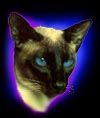 Blue Flash - Siam Cat