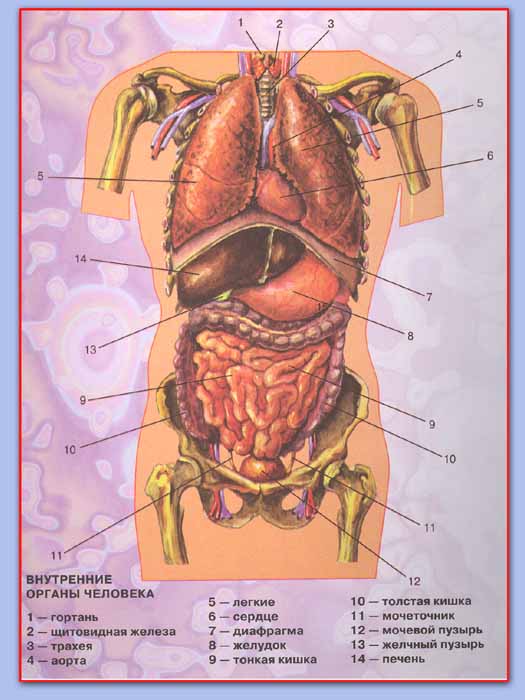 Организм человека: строение, системы органов и их функции